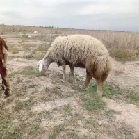 گوسفند داشتی