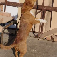 سگ ماده|سگ|بهار, |دیوار