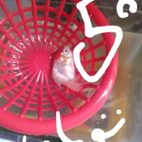 سلام فروش چند ماهی سالم وزرنگ یاعلی