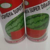 فروش بذر هندوانه سوپر دراگون