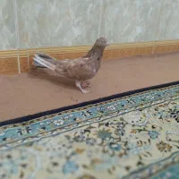 کبوتر شب مانده