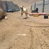 فروش کاه گندم پرس گندم پرس یونجه کاه جو جو دامی