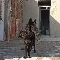 ژرمن بلک ماده