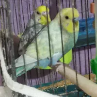 دو عدد مرغ عشق نر با تمام لوازم و قفس|پرنده|گلبهار, شهر جدید گلبهار|دیوار