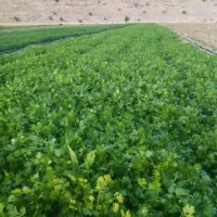 سبزی خوروشت همه نمونه..شوید خالی موجود