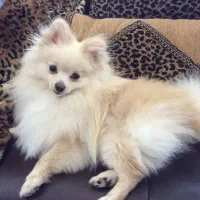 سگ. پامر خرسی روباهی پامرانین عروسکی