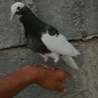 کبوتر گمشده
