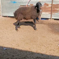 قوچ بره تازه دندون عوض کرده به شرط اطل نژاد سیاه|حیوانات مزرعه|آبیک, |دیوار