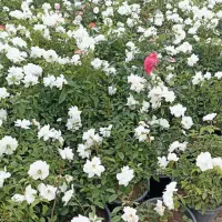 نسترن سفید و رز حنایی|گل و گیاه طبیعی|تهران, افسریه جنوبی|دیوار