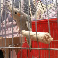 عروس هلندی خاکستری زیبا