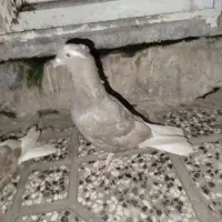 جوجه کبوتر گم شده. شبیه همین عکسها هستن تقریبا.