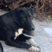 سگ نگهبان واگذاری رایگان