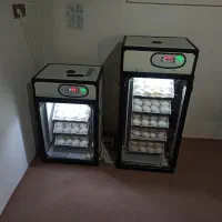 تخم غاز شراکتی