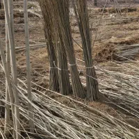 صنوبر سرمایه گذاری میلیاردی|خدمات باغبانی و درختکاری|خرمآباد, |دیوار