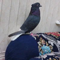 کبوتر دم سفید|پرنده|سوسنگرد, |دیوار
