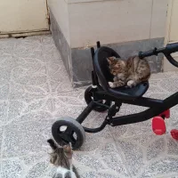 گربه ۶۰ روزه