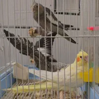 جوجه یکماه عروس هلندی