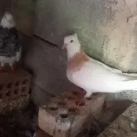 سلام گمشده توضیحات بخون|پرنده|کهنوج, |دیوار