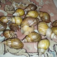 حلزون افریقایی و ترمیم کننده|خزنده|تهران, یافتآباد|دیوار