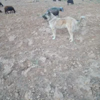 توله سگ سرابی ذات قدیم