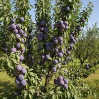 نهـال صنوبــر صادراتی سود بالا با کاشت کم‌هزینه|خدمات باغبانی و درختکاری|مریوان, |دیوار