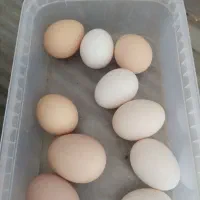 تخم‌مرغ نطفه دار،،