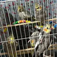 عروس هلندی ناناز|پرنده|رشت, کوی بیانی|دیوار