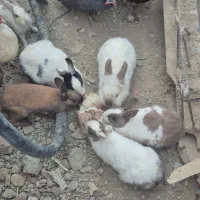 خرگوش|موش و خرگوش|چناران, |دیوار