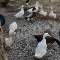 غاز و اردک محلی