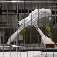 آموزش و فروش قناری|پرنده|ری, اقدسیه|دیوار