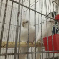 جفت مولد عروس هلندی آلبینو بالغ و اماده چشم شرابی