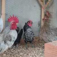 جاپنیز مرغ خروس جوجه|حیوانات مزرعه|گرگان, |دیوار