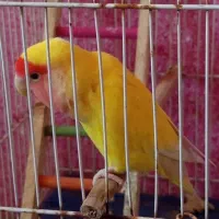 طوطی برزیلی ، دستی