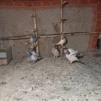 کفتر|پرنده|شیراز, مسلم|دیوار
