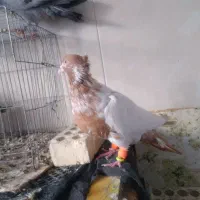 کبوتر،کفتر رنگی