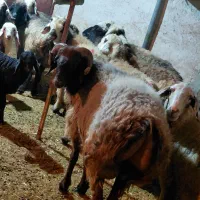 کاوه قوچ ترکی چینی