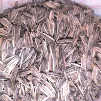 فروش تخمه سنقری|خوردنی و آشامیدنی|خزل, |دیوار