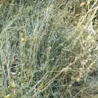 چین و وسه هست