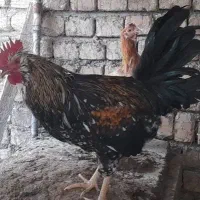 خروس نژاد گلین|حیوانات مزرعه|مبارکه, |دیوار