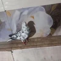 کبوتر پرشی|پرنده|نیر (اردبیل), |دیوار