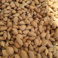 بادام درجه یک امسالی