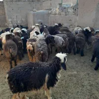 ۳۰راس بره ماده شیرخورده|حیوانات مزرعه|مرودشت, کناره|دیوار