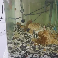 آکواریوم شیشه خم