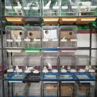 کاسکو راهب ملنگو گرینچیک عروس برزیلی مینا سهره|پرنده|همدان, |دیوار