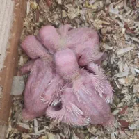 گمشده عروس هلندی|حیوانات|ایلام, |دیوار