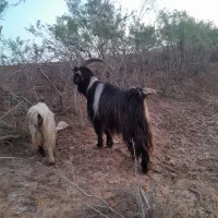 بهد|حیوانات مزرعه|مشهد, شترک|دیوار