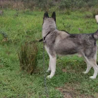 سگ هاسکی نر|سگ|فومن, |دیوار