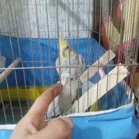 عروس هلندی سرحال ودستی|پرنده|اشتهارد, |دیوار