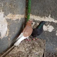 کبوتر ،تهرانی،شیخ،زاغ،شازده