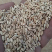 گندم|خوردنی و آشامیدنی|باوی, |دیوار